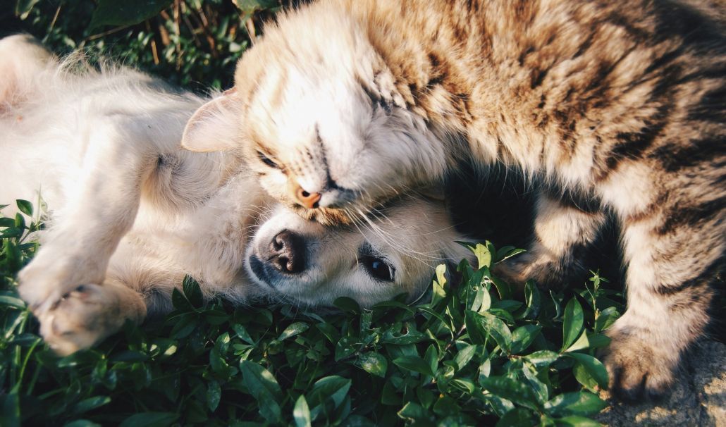 Cómo ayudan los animales a superar un duelo