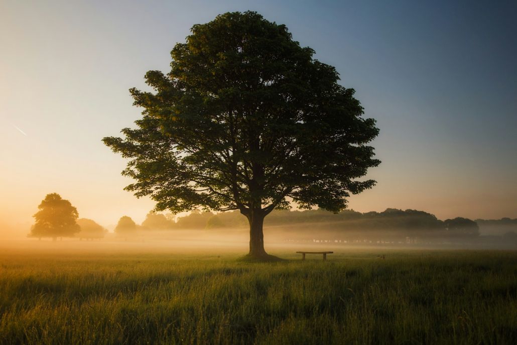 ¿Qué hacer con las cenizas de un ser querido?